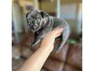 French Bulldog Puppy for sale in Doyle, CA, USA