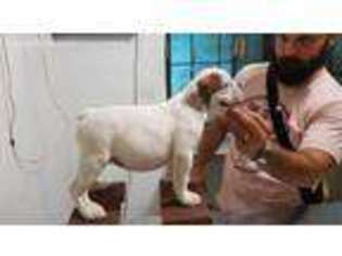 Bulldog Puppy for sale in Lockhart, TX, USA