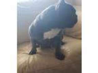 French Bulldog Puppy for sale in Arthur, IL, USA