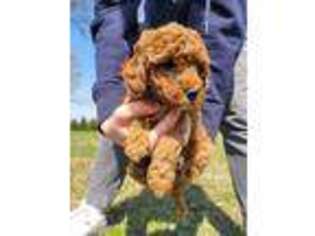 Mutt Puppy for sale in Ceresco, MI, USA