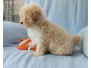 Cavapoo Puppy for sale in Falmouth, MI, USA