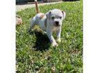American Bulldog Puppy for sale in Mission, TX, USA