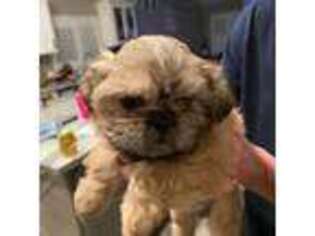 Mutt Puppy for sale in Visalia, CA, USA