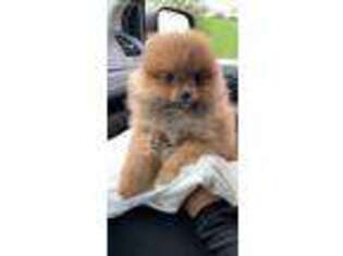 Pomeranian Puppy for sale in Bloomfield, NJ, USA