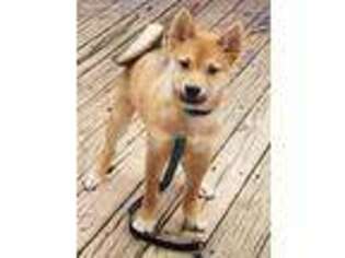 Shiba Inu Puppy for sale in East Rutherford, NJ, USA