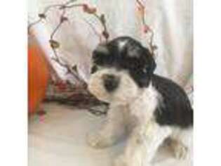 Mutt Puppy for sale in Mccammon, ID, USA