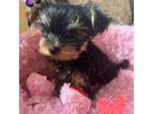 Yorkshire Terrier Puppy for sale in North Royalton, OH, USA