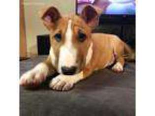 Bull Terrier Puppy for sale in Rapid City, SD, USA