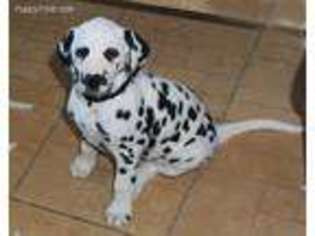 Dalmatian Puppy for sale in Orlando, FL, USA