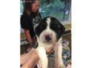 Saint Bernard Puppy for sale in Davisburg, MI, USA