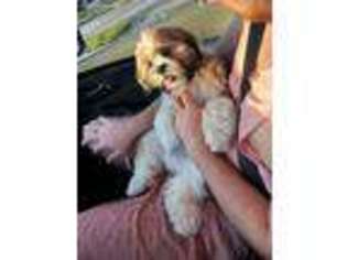 Lhasa Apso Puppy for sale in Miami, FL, USA