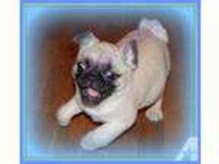 Pug Puppy for sale in LAWRENCEBURG, TN, USA