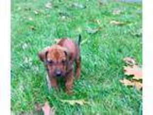 Rhodesian Ridgeback Puppy for sale in Strasburg, PA, USA