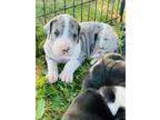 Great Dane Puppy for sale in Canton, NY, USA