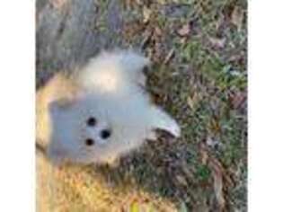 Pomeranian Puppy for sale in Mount Pleasant, SC, USA