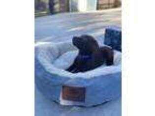 Labrador Retriever Puppy for sale in Brooksville, FL, USA