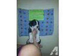 Great Dane Puppy for sale in VAN WERT, OH, USA