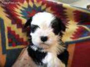 Havanese Puppy for sale in Hernando, FL, USA
