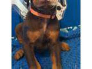 Doberman Pinscher Puppy for sale in Eastman, GA, USA