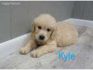 Mutt Puppy for sale in CAMBRIDGE SPRINGS, PA, USA