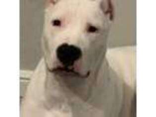 Dogo Argentino Puppy for sale in Fort Worth, TX, USA
