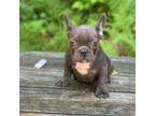 French Bulldog Puppy for sale in Ringwood, NJ, USA