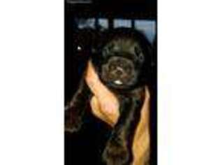 Cane Corso Puppy for sale in Negaunee, MI, USA