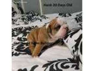 Bulldog Puppy for sale in Springfield, IL, USA