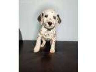 Dalmatian Puppy for sale in Goshen, IN, USA