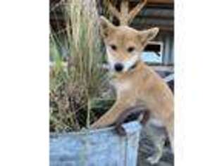 Shiba Inu Puppy for sale in Yorkville, IL, USA