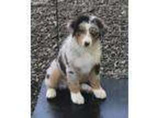 Australian Shepherd Puppy for sale in Jasper, AL, USA