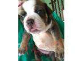 Olde English Bulldogge Puppy for sale in New Munich, MN, USA