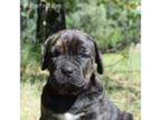 Cane Corso Puppy for sale in Athol, ID, USA