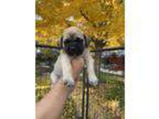 Mastiff Puppy for sale in Atwater, CA, USA
