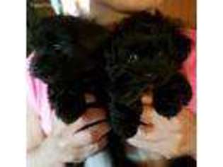 Mal-Shi Puppy for sale in Watertown, NY, USA