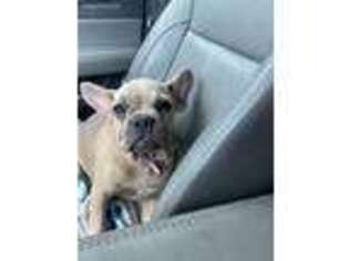 French Bulldog Puppy for sale in Brunswick, GA, USA
