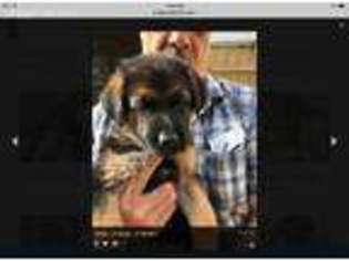 German Shepherd Dog Puppy for sale in Manchester, NH, USA