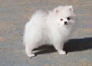 Pomeranian Puppy for sale in Cumming, GA, USA