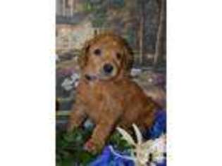 Mutt Puppy for sale in MC HENRY, MD, USA