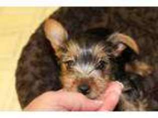 Yorkshire Terrier Puppy for sale in Temple, TX, USA