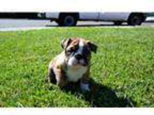 Bulldog Puppy for sale in Richmond Hill, GA, USA