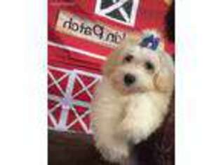 Havanese Puppy for sale in Gravette, AR, USA