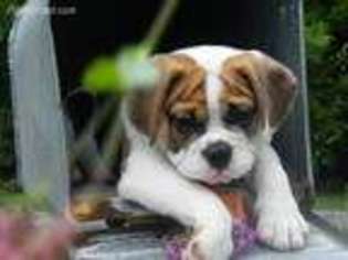 Miniature Bulldog Puppy for sale in Shreve, OH, USA