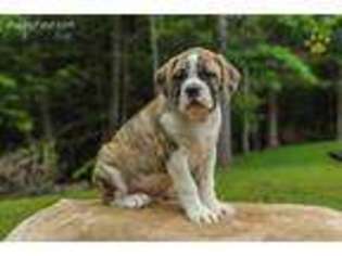 Olde English Bulldogge Puppy for sale in Loganton, PA, USA
