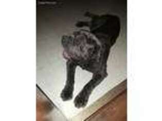 Neapolitan Mastiff Puppy for sale in Asher, OK, USA