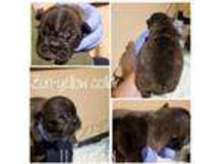 French Bulldog Puppy for sale in Grantsburg, WI, USA