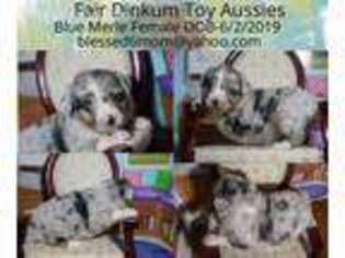 Miniature Australian Shepherd Puppy for sale in Hamilton, IL, USA