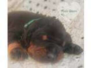 Doberman Pinscher Puppy for sale in Baker, FL, USA