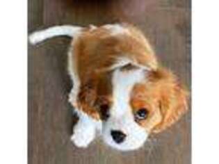 Cavalier King Charles Spaniel Puppy for sale in New Bern, NC, USA