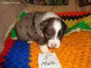 Australian Shepherd Puppy for sale in Cardington, OH, USA
